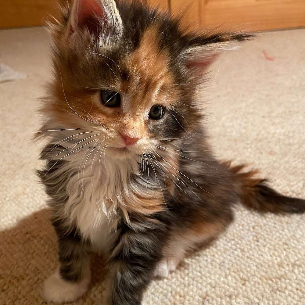 Maine Coon kittens, Maine Coons, Maine Coon breeder North Carolina