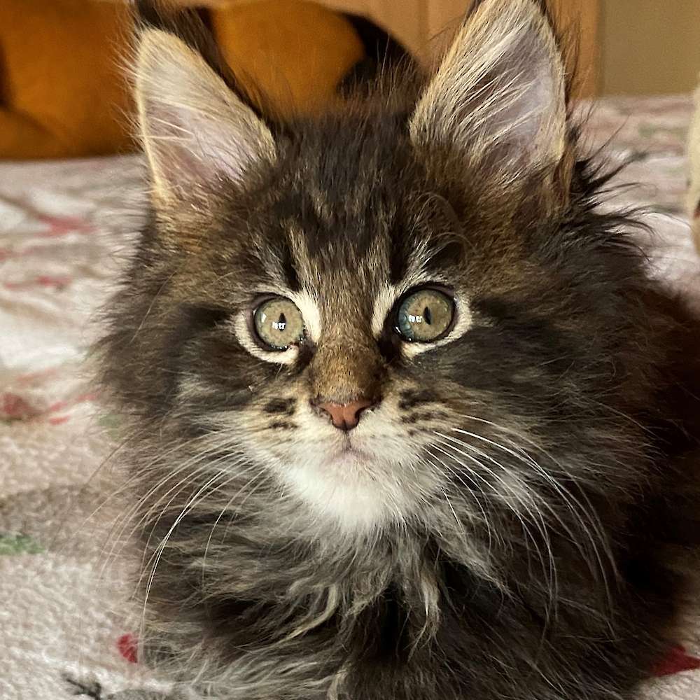 Maine Coon kittens, Maine Coons, Maine Coon breeder North Carolina