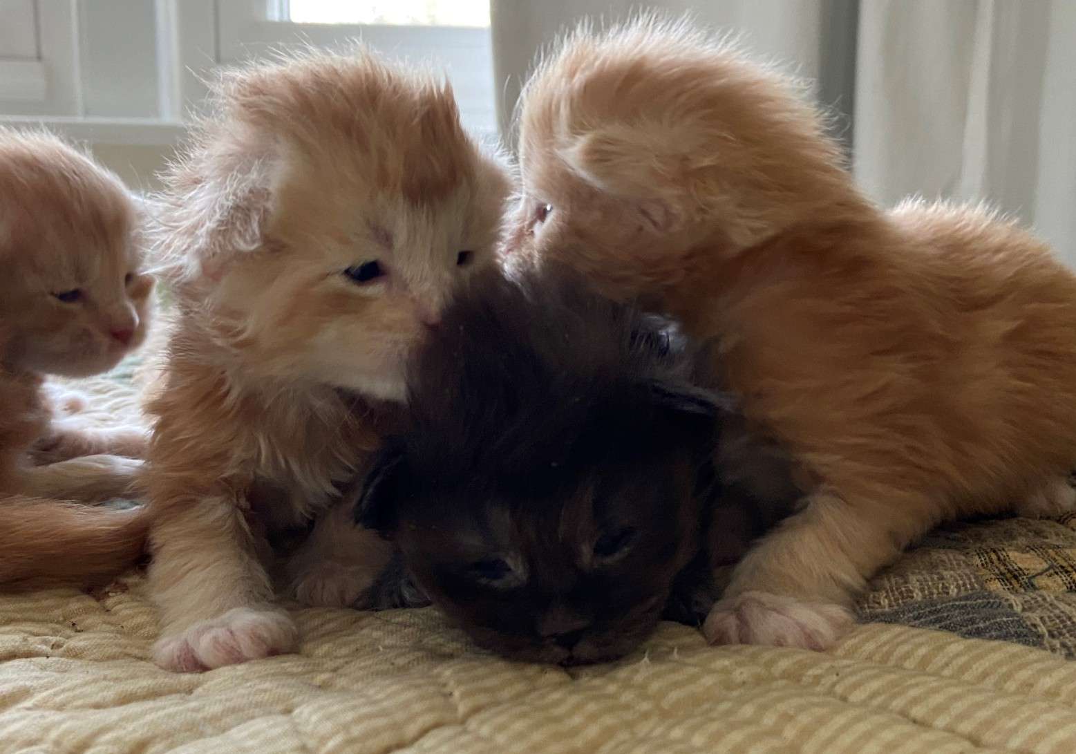 Maize and Maverick (Sanza) litter!