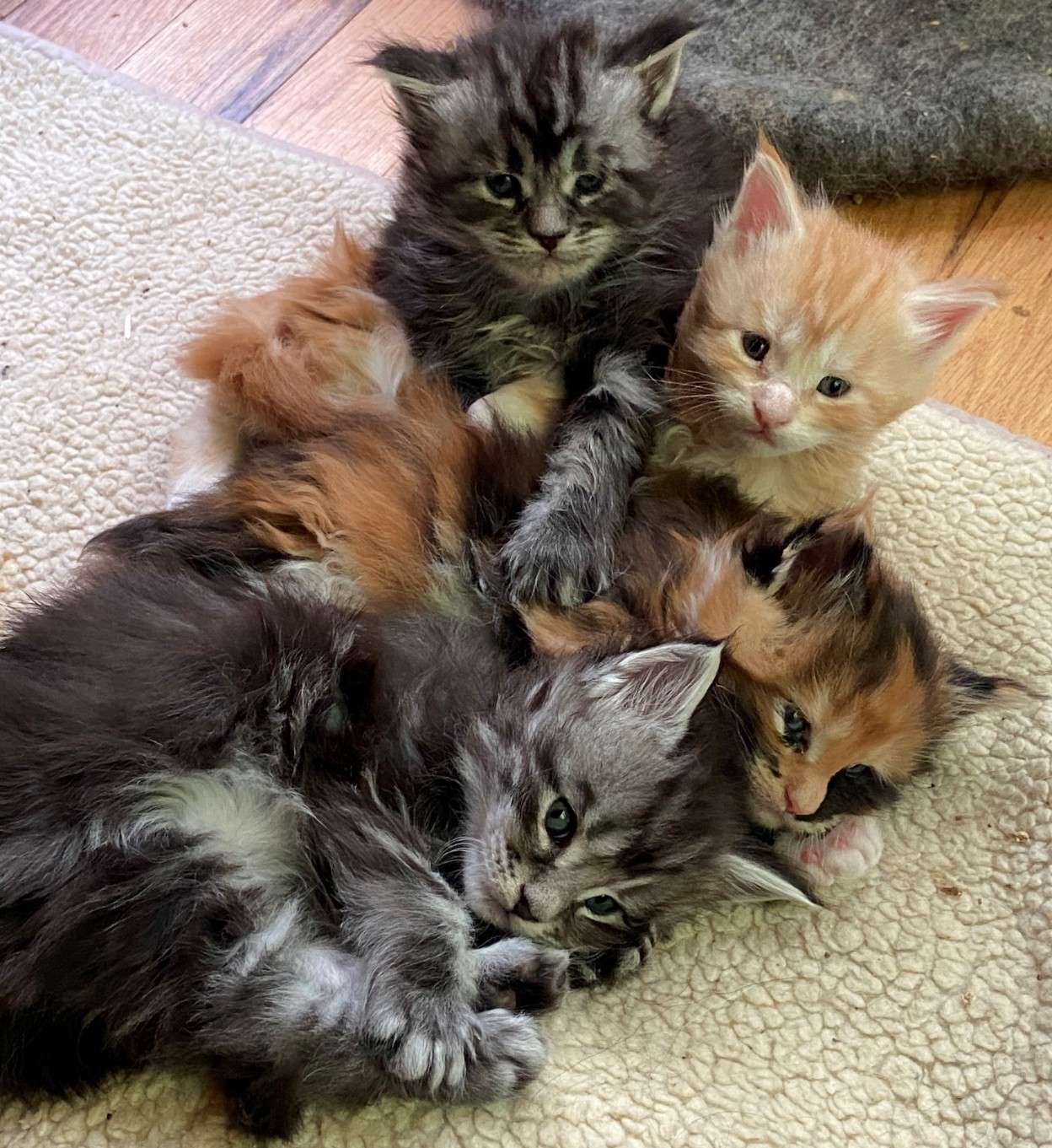 Chocoalteboss and Sanza (Maverick) litter