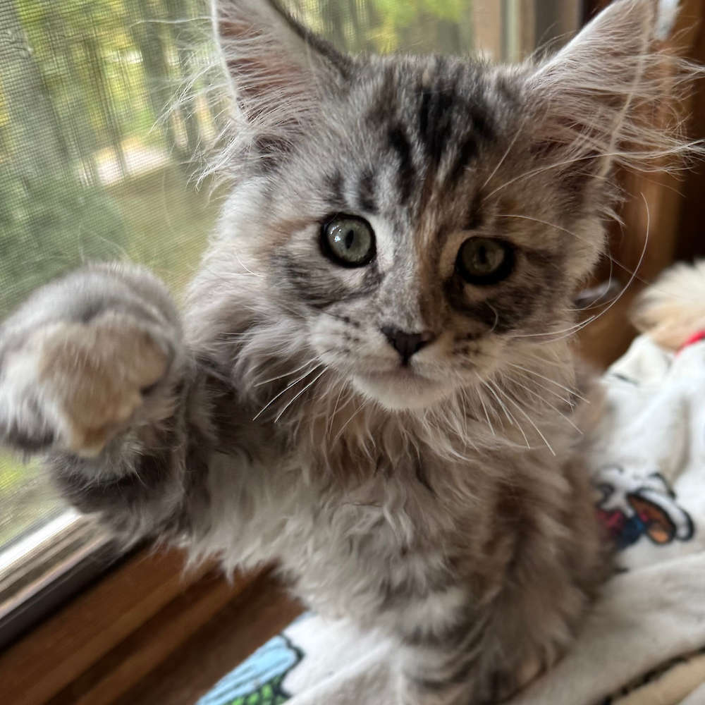 Torbie girl born to Romana and Harley
