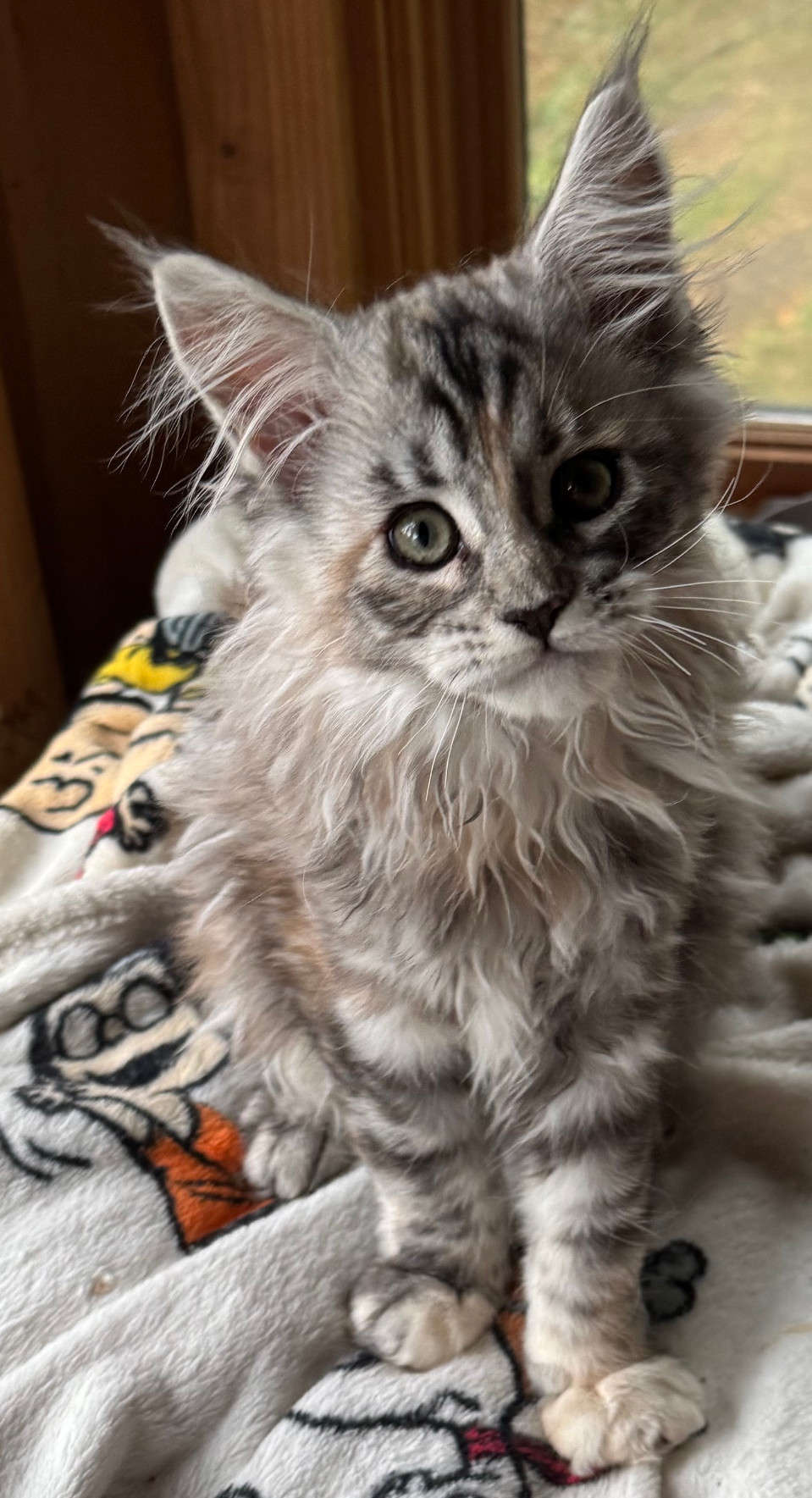 Torbie girl born to Romana and Harley