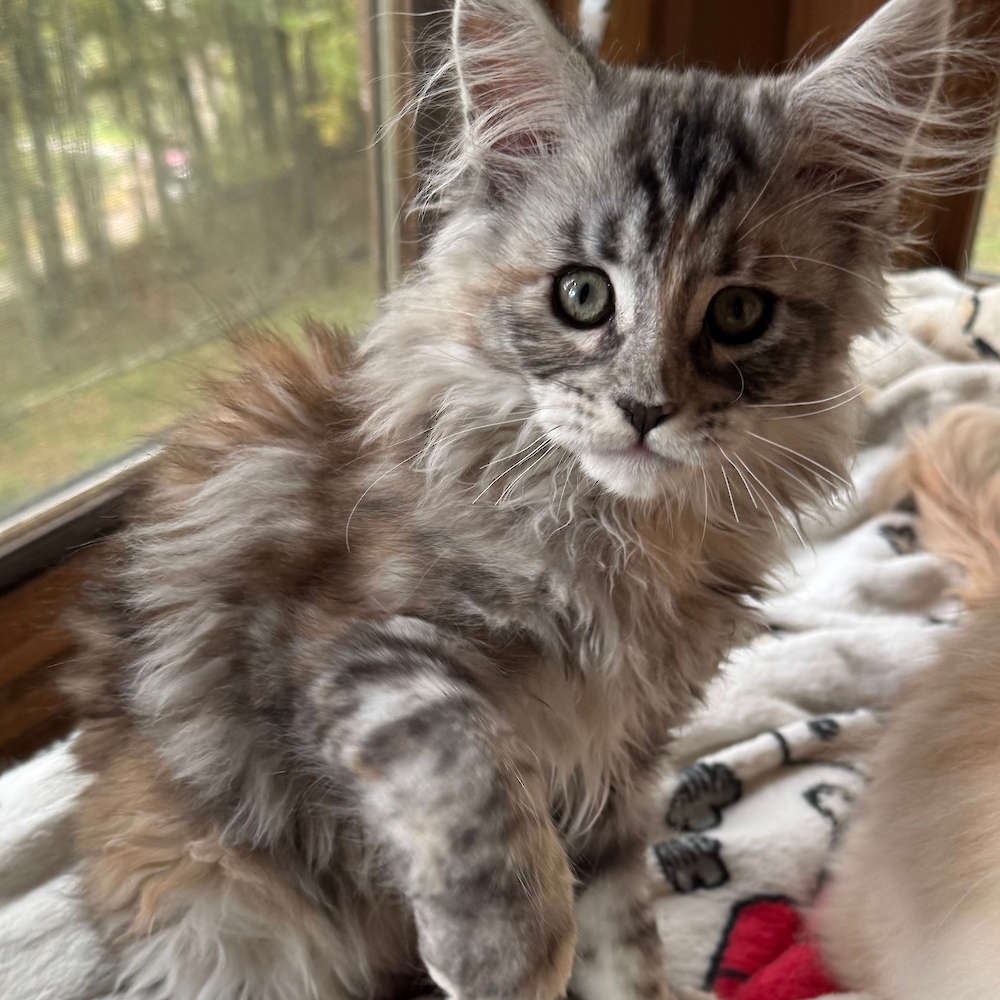 Torbie girl available