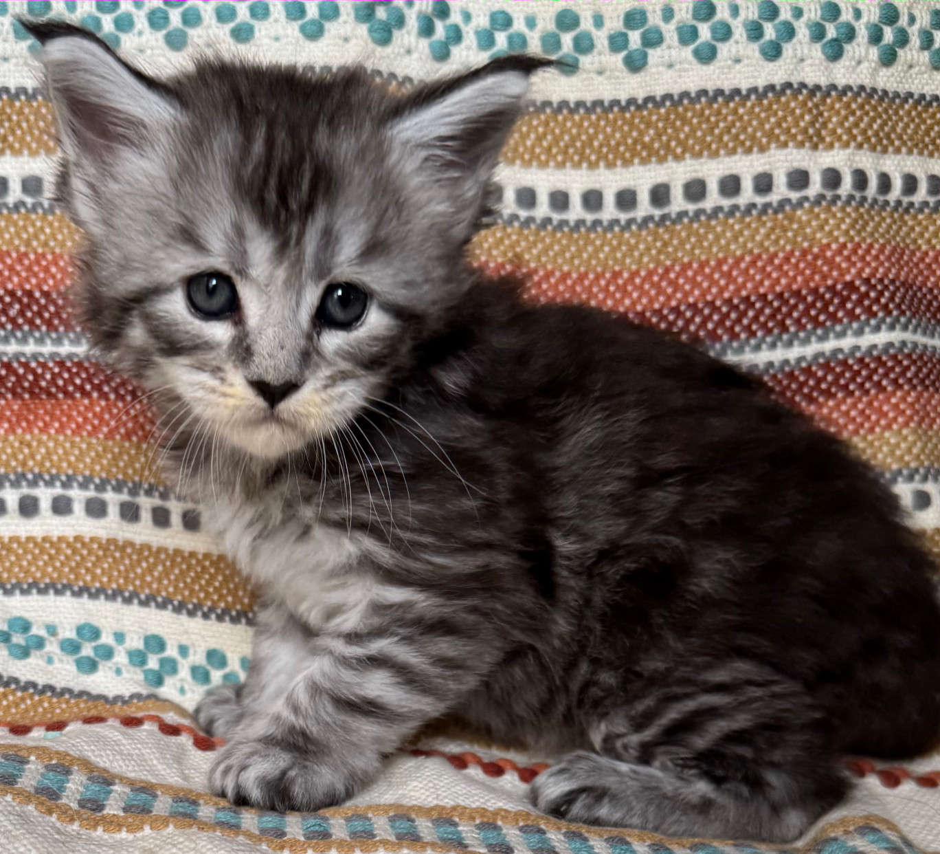 September litter born to Will-o-the-wisp and Bogart