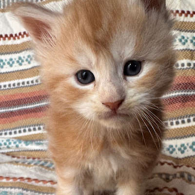 September litter born to Will-o-the-wisp and Bogart