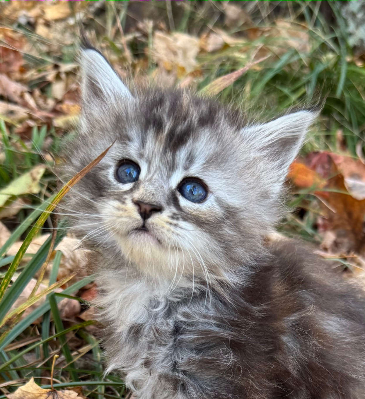 September litter born to Will-o-the-wisp and Bogart