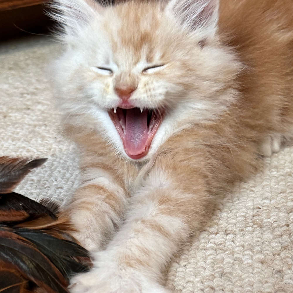 September litter born to Will-o-the-wisp and Bogart