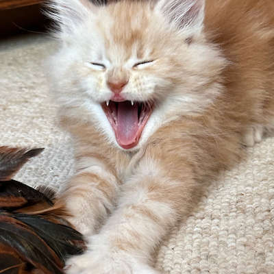 September litter born to Will-o-the-wisp and Bogart