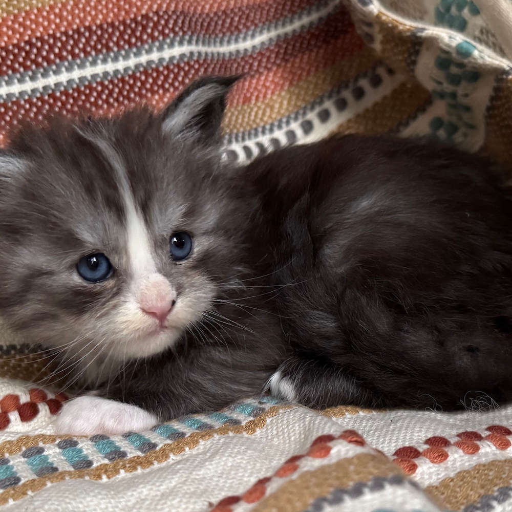Will-o-the-wisp had 7 kittens on Sept 7!