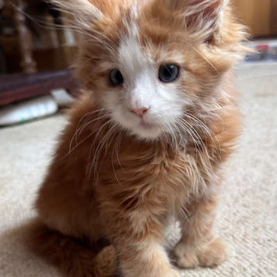 October litter born to Piper and Harley!