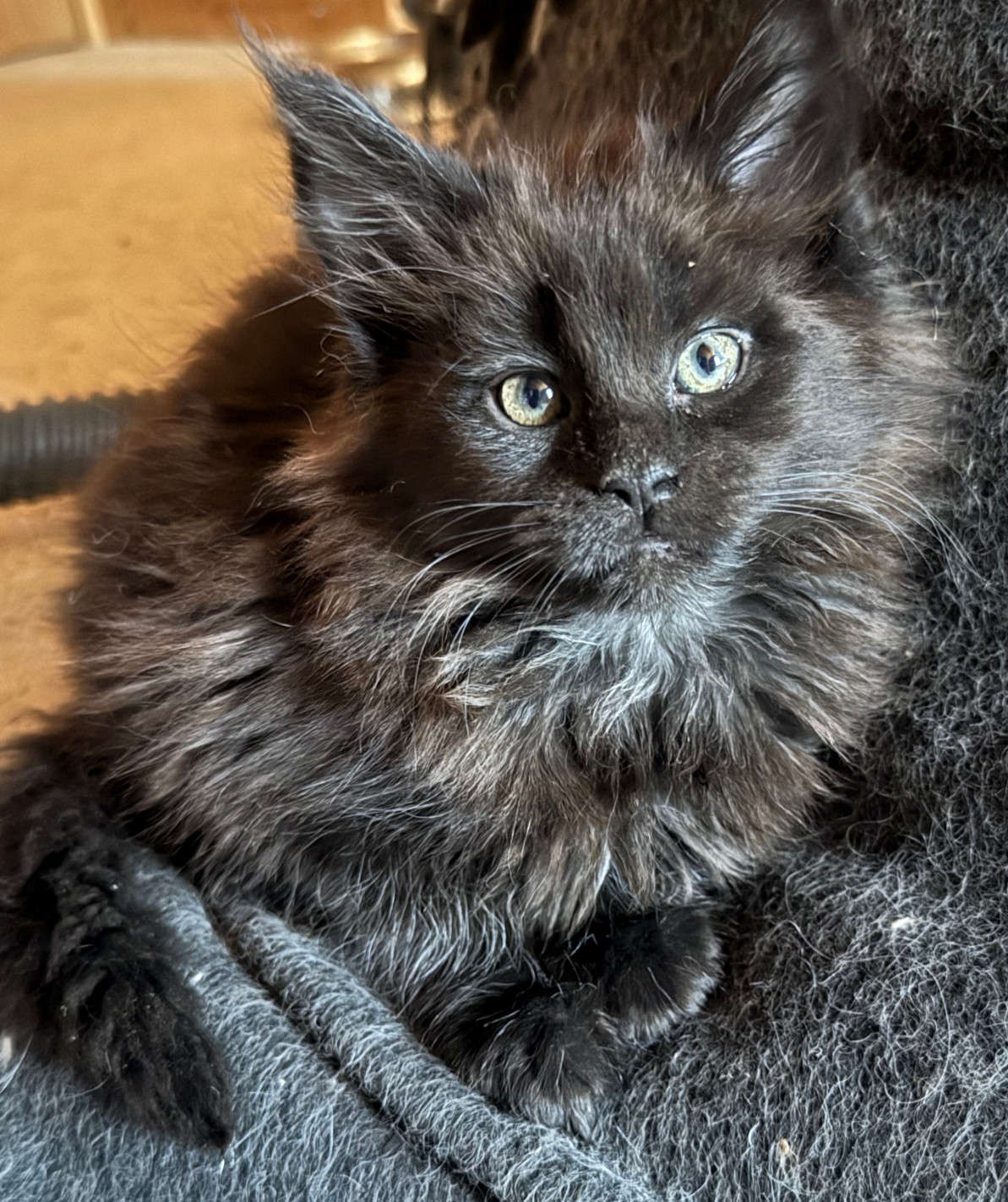 October litter born to Piper and Harley!