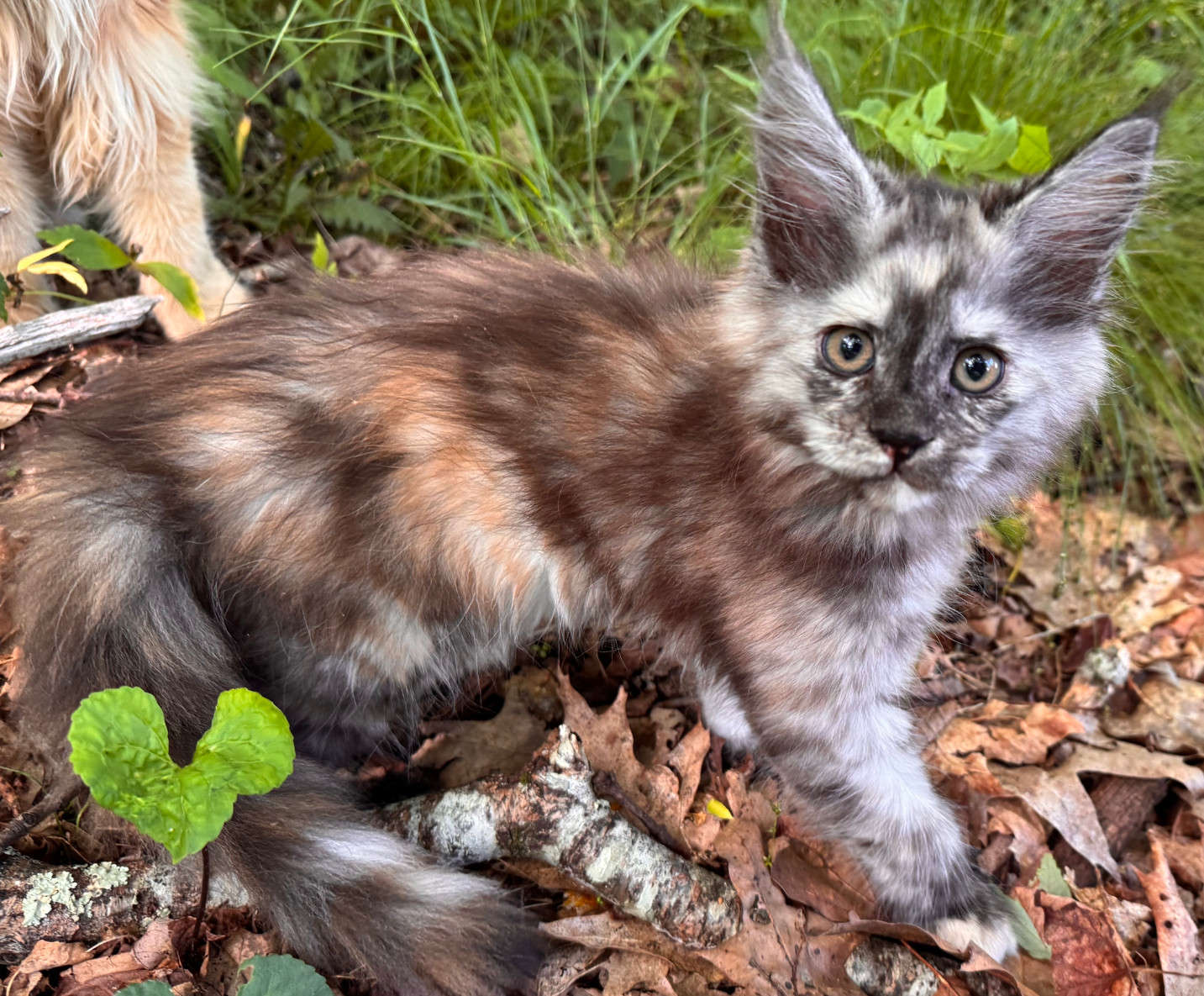 Small litter born to Will-o-the-wisp in April - one kitten available.